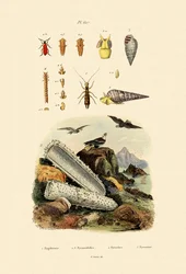 Insects